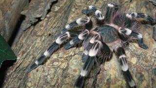 The Happy Dance of A geniculata Giant White Knee [upl. by Aryaz]