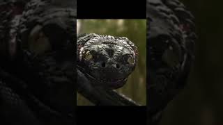 Piranhaconda vs all anaconda edit short [upl. by Morrissey]