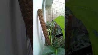 Perfect halfmoon Variegated Monstera leaf unfurling timelapse [upl. by Carrillo]