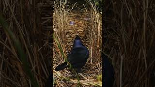 Satin Bowerbird at the bower shorts [upl. by Murtha]