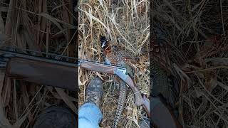 Pheasant Hunting Pt II pheasanthunting pheasant pheasants pheasant [upl. by Burl]