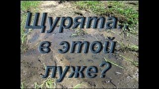 Щурята оказались отрезанными от рекиavilittle pike [upl. by Trocki217]