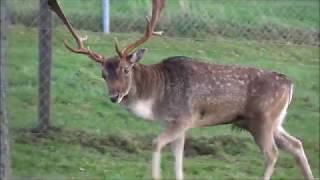 Animal Bellowing deer  Hirsch  Röhren  CC0  Freesound  Tiere  Wald [upl. by Kirima]