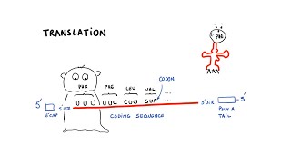 mRNA Vaccines  Researchers Propose A Design Fix [upl. by Ettenaj]