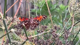 A Gulf Fritillary Butterfly Just A Flapping nature butterfly wildlife [upl. by Llerad]