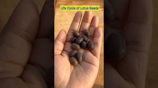 Life Cycle of Lotus Seeds in 14 Seconds shorts lotusseed ytshorts viral shortfeed plants [upl. by Notak]