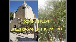 V30 Jesus Crown of Thorns Tree still exist in JerusalemDominus Flevit Mount of OlivesHOLY LAND [upl. by Hemingway]