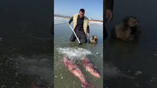 Este chico encontró peces congelados en el hielo 😰 [upl. by Vaden]