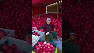 Proses pengumpulan buah apel Fuji merah sebelum dikirim untuk dijual shorts [upl. by Forrer]