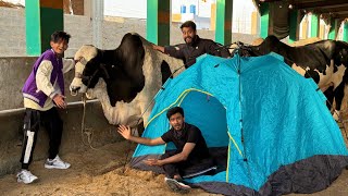 Living in a Cow Mandi for 24 Hours🐄 [upl. by Lek]