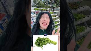 Sayur WATER SPINACH MEWAH di Luar Negeri BIASA aja di INDONESIA faktalucu comedy [upl. by Butterfield]