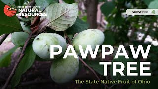 Pawpaw Tree The State Native Fruit of Ohio [upl. by Atiuqehs]