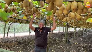 How Kiwi Fruits Growing Taste of Red kiwi  kiwi Plantation TimingKiwi Farming Best timing [upl. by Hannej]