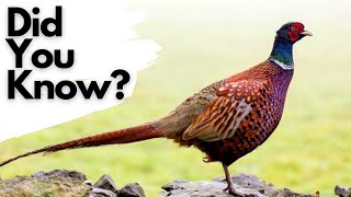 Things you should know about PHEASANTS [upl. by Berk]