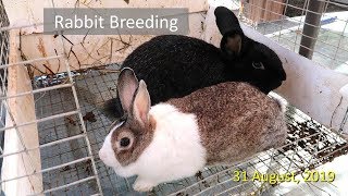 Rabbit Breeding [upl. by Attenra]