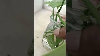 Grow Beautiful indoor plants in water Hydroculture youtubetelugu indoorplants [upl. by Lyndsey459]