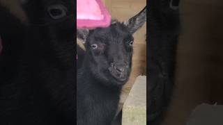 Luna chewing some hay🐐😂 goats newgoats cute funny babyanimals backyardanimals [upl. by Akerahs]