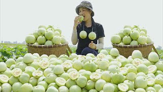 Harvesting Honeydew Melon Fields Goes to the market sell  Gardening  Lý Thị Hoa [upl. by Kral217]