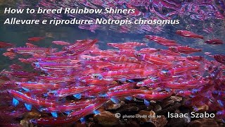 How to breed Rainbow Shiners  Allevare e riprodurre Notropis chrosomus  zio pesce blog  acquari [upl. by Charleton]