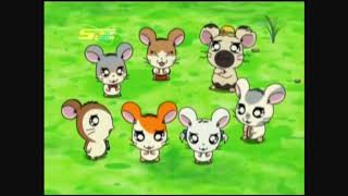 Hamtaro Hai Episode 63  Tertukar Bagian 2  Bahasa Indonesia [upl. by Aerahs194]