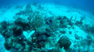 Puerto Morelos Mexico Dive at quotthe Aquariumquot with Aquanauts 5222015 [upl. by Highams]