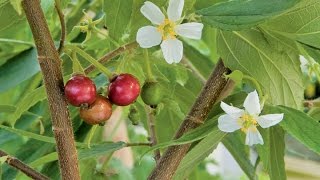 Growing the Strawberry Tree Muntingia calabura [upl. by Nani]