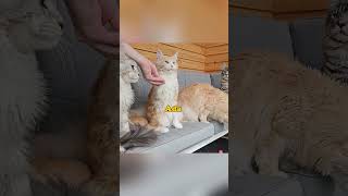 5 Cats Doing Tricks mainecoon cats [upl. by Karub]