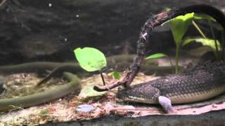 Feeding Bichirs and Ropefish part 2 [upl. by Narhet]