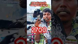 2700 க்கு எட்டயபுரம் கொடியாட்டுகுட்டி விற்பனை குன்னத்தூர் ஆட்டுசந்தையில் shortsfeed bgm malayalam [upl. by Martita]