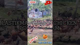 LASTIKMAN NATIVE CHICKEN POULTRY FARM napakadami guys youtubeshorts chicken fyp fypシ゚viral [upl. by Sherlocke444]