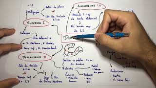 Duodeno  Intestino Delgado  Anatomia em 3 min [upl. by Ketchum391]