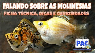 Falando sobre as Molinésias [upl. by Anemolihp472]