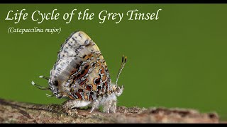 Life Cycle of the Grey Tinsel Catapaecilma major [upl. by Aekal144]