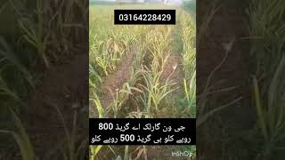 G1 garlic price in pakistan  g1 garlic in pakistan  g1 garlic latest price in pakistan [upl. by Emmery]