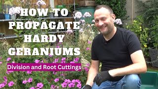 How to Propagate Hardy Geraniums by Division and Root Cuttings  How to Take Cuttings of Geraniums [upl. by Litman]