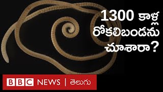 True Millipede ఈ రోకలిబండకు 1300 కాళ్లు అత్యధిక కాళ్లున్న జీవి ఇదే  BBC Telugu [upl. by Corry]