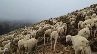 Documental de la Trashumancia en Jaén sin cortes ni rodeos [upl. by Zevahc955]