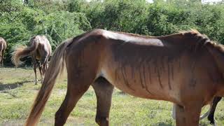 Wild horses in Vieques Puerto Rico HD 720p [upl. by Nauq]