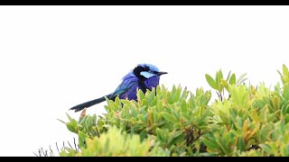 Splendid Fairywrens at Culham Inlet Jan 2023 [upl. by Malony]