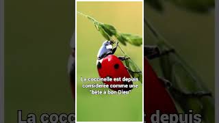 La Coccinelle Un Miracle de la Nature et une Légende [upl. by Seabrook]