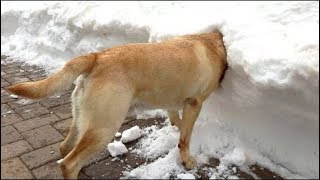 Ne peut pas arrêter de rire à Funny chiens neige échoue Compilation [upl. by Olodort407]