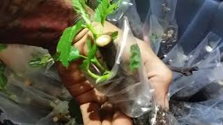 How I root my cuttings Figs Mulberries The lazy way [upl. by Notsniw]