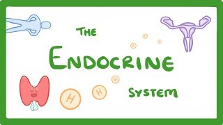 GCSE Biology  Endocrine System amp Hormones 59 [upl. by Linkoski340]