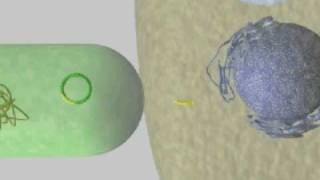 ciclo de vida de agrobacterium tumefaciens [upl. by Aleahcim]