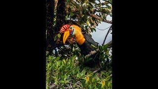 Sulawesi and Halmahera endemic birding [upl. by Analah]