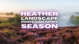 Heather is beautiful but a Difficult Subject for Landscape Photography OM1 MKII [upl. by Gowrie]