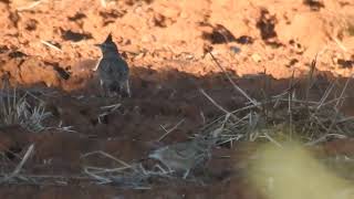 Galerida cristata  crested lark  cogujada común [upl. by Charlie]