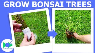 Willow Bonsai Tree  Branch to Tree In 90 Days [upl. by Strickler]