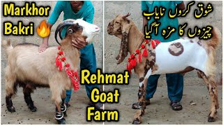 Markhor Bakri 🔥 Nayaab Maal Aagya Rehmat Goat Farm Pe Colourful Collection Bacho Wali Bakriya [upl. by Bart910]