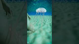 How A Jellyfish Actually Stings You 😱  Melon Playground [upl. by Xymenes]